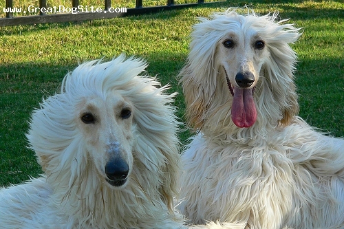 Emerging Toronto Poets: Stevie & Aisha Want You!